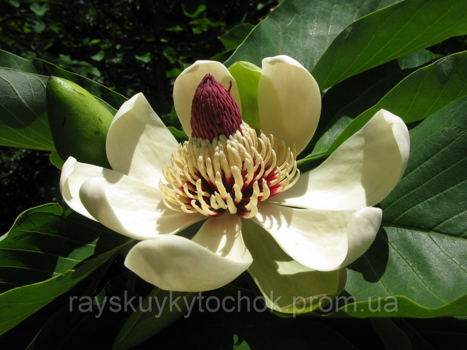 Магнолия лекарственная (Magnolia officinalis)