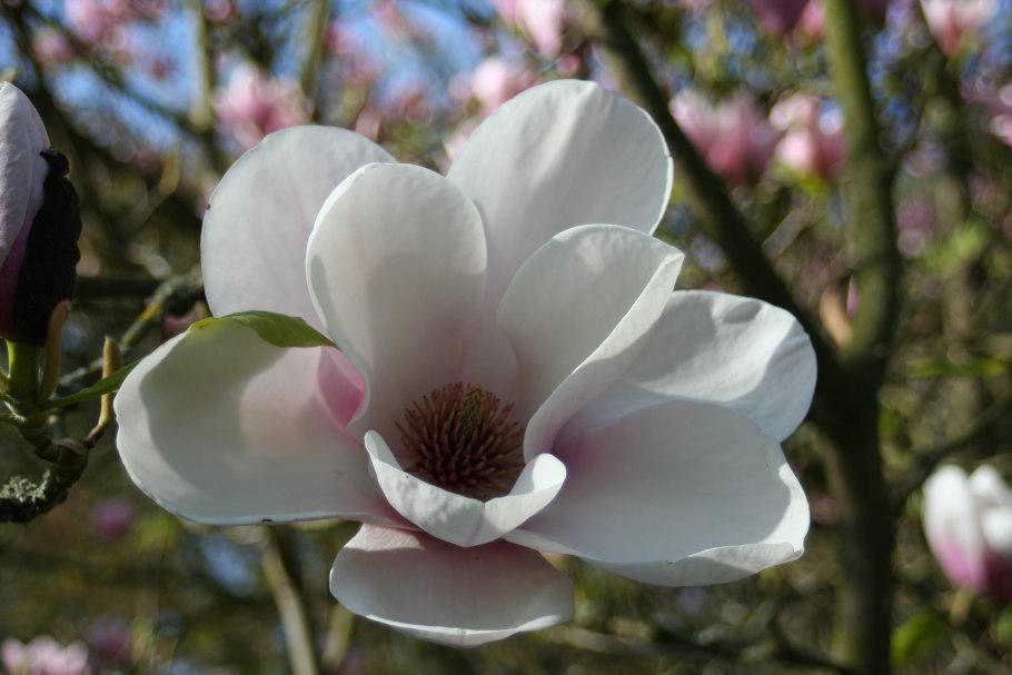 Магнолия трехлистная