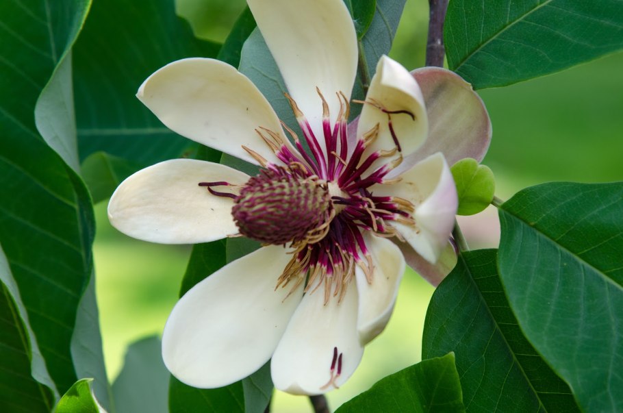 Магнолия крупноцветковая дерево