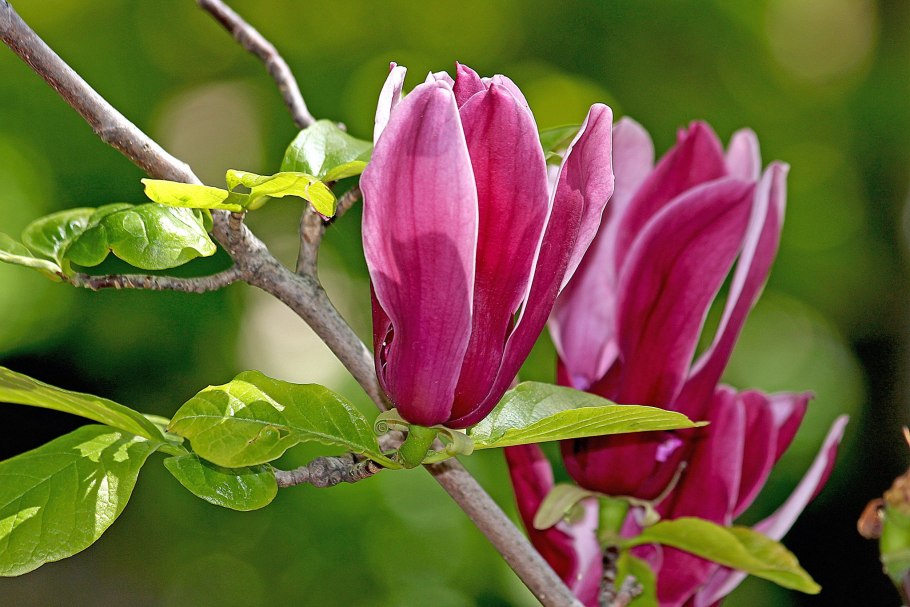 Магнолия длиннозаострённая (Magnolia acuminata l.)