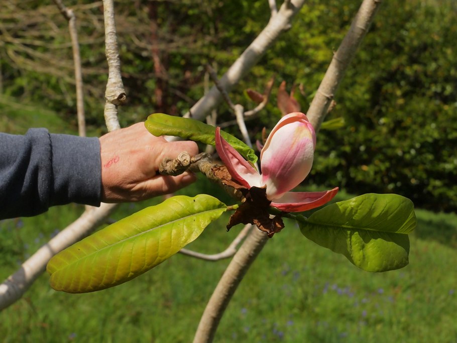 Magnolia obovata purpurea