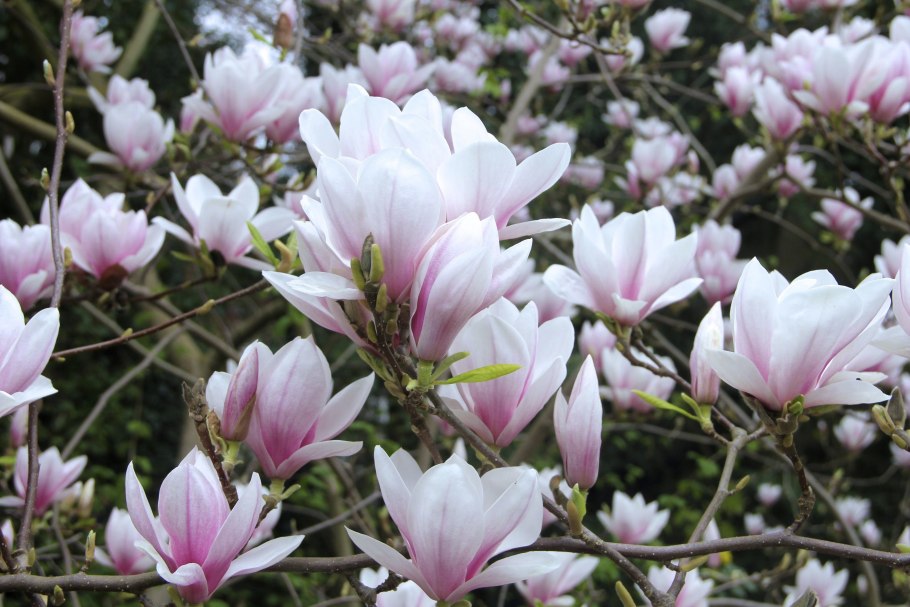 Magnolia officinalis