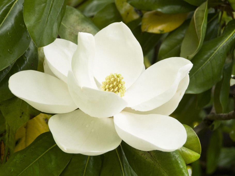 Магнолия обратнояйцевидная (Magnolia obovata)