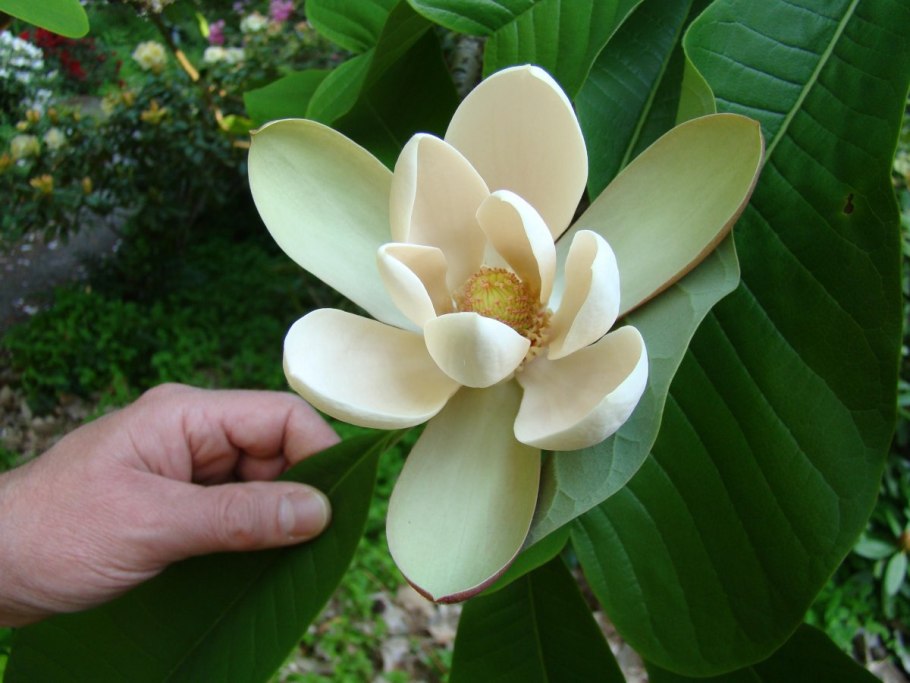 Magnolia officinalis Biloba