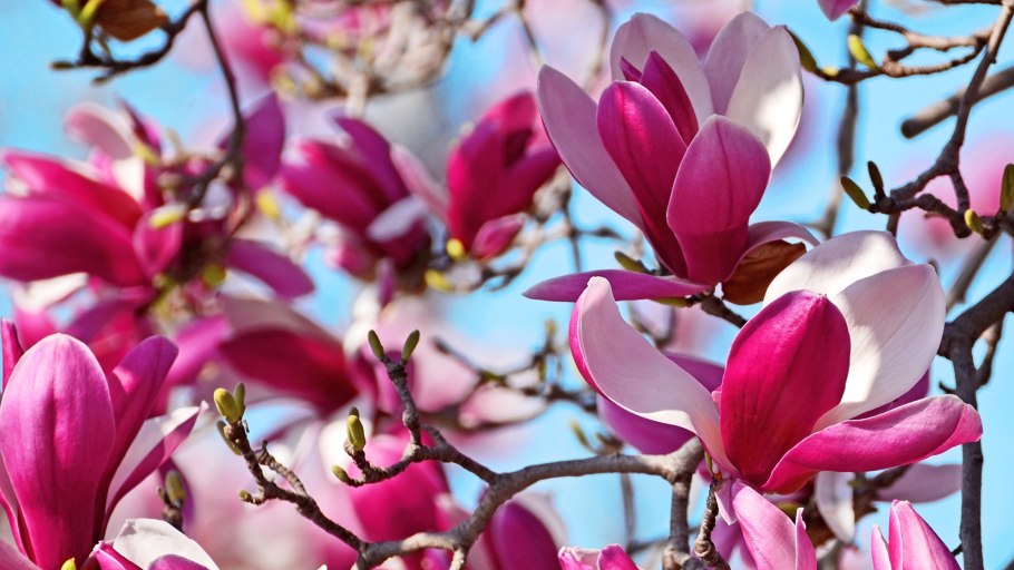 Магнолия Маймуру