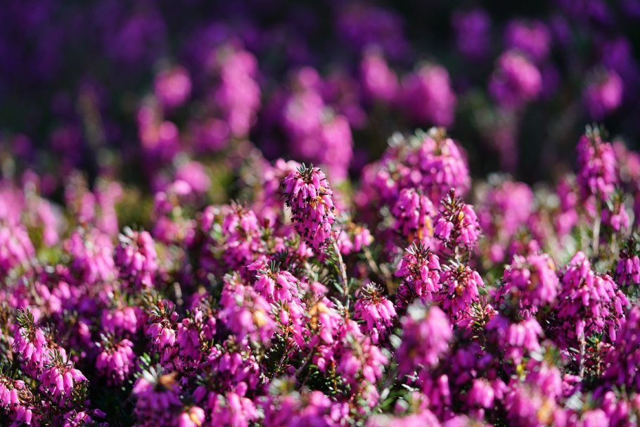 Erica darleyensis Эрика дарлейская