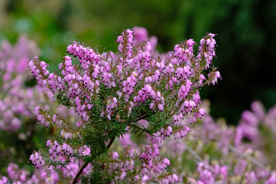 Erica carnea 'Jennifer Anne'