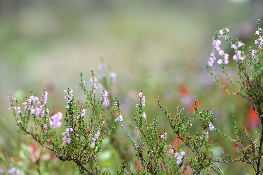 Erica cinerea