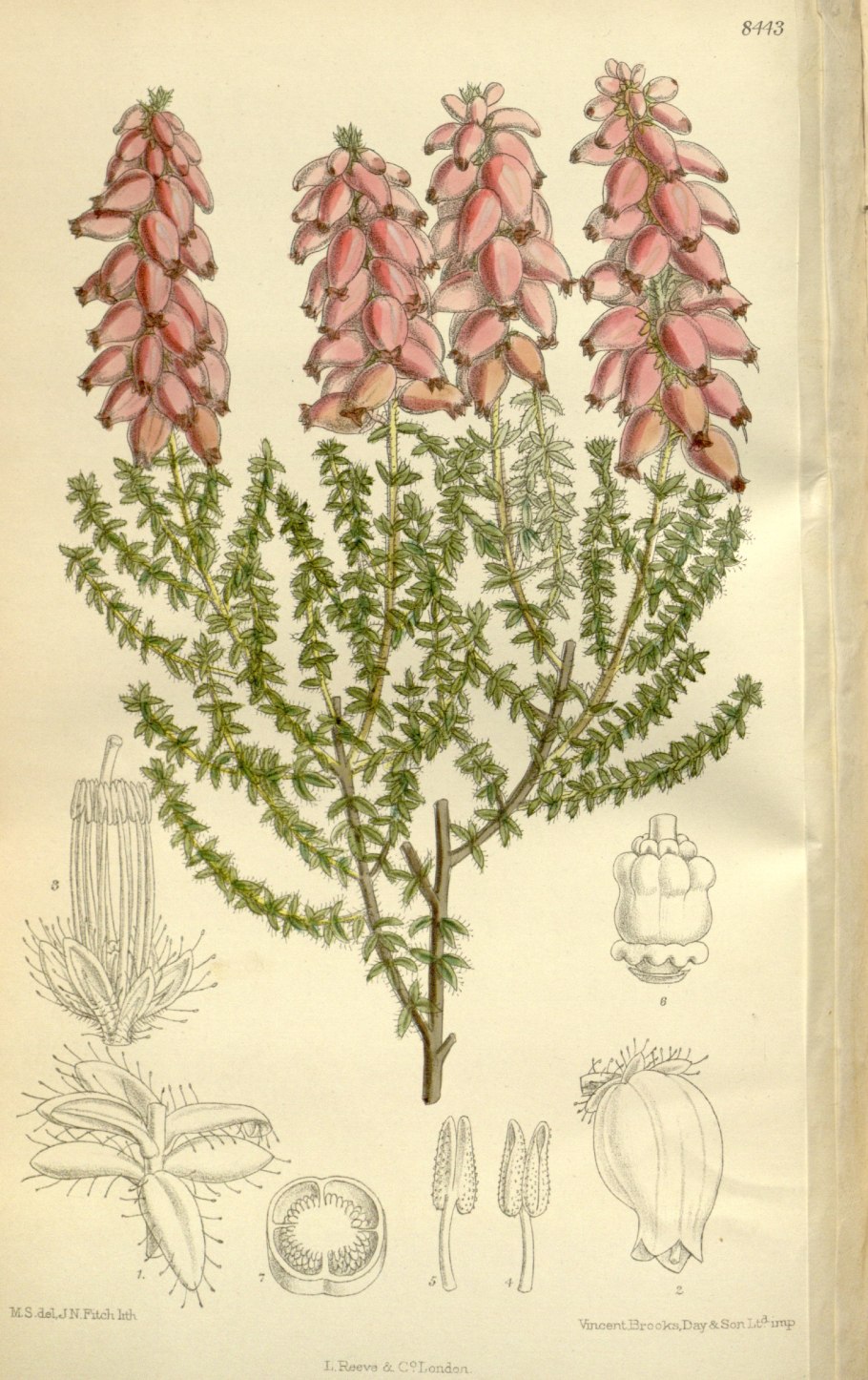 Вереск море