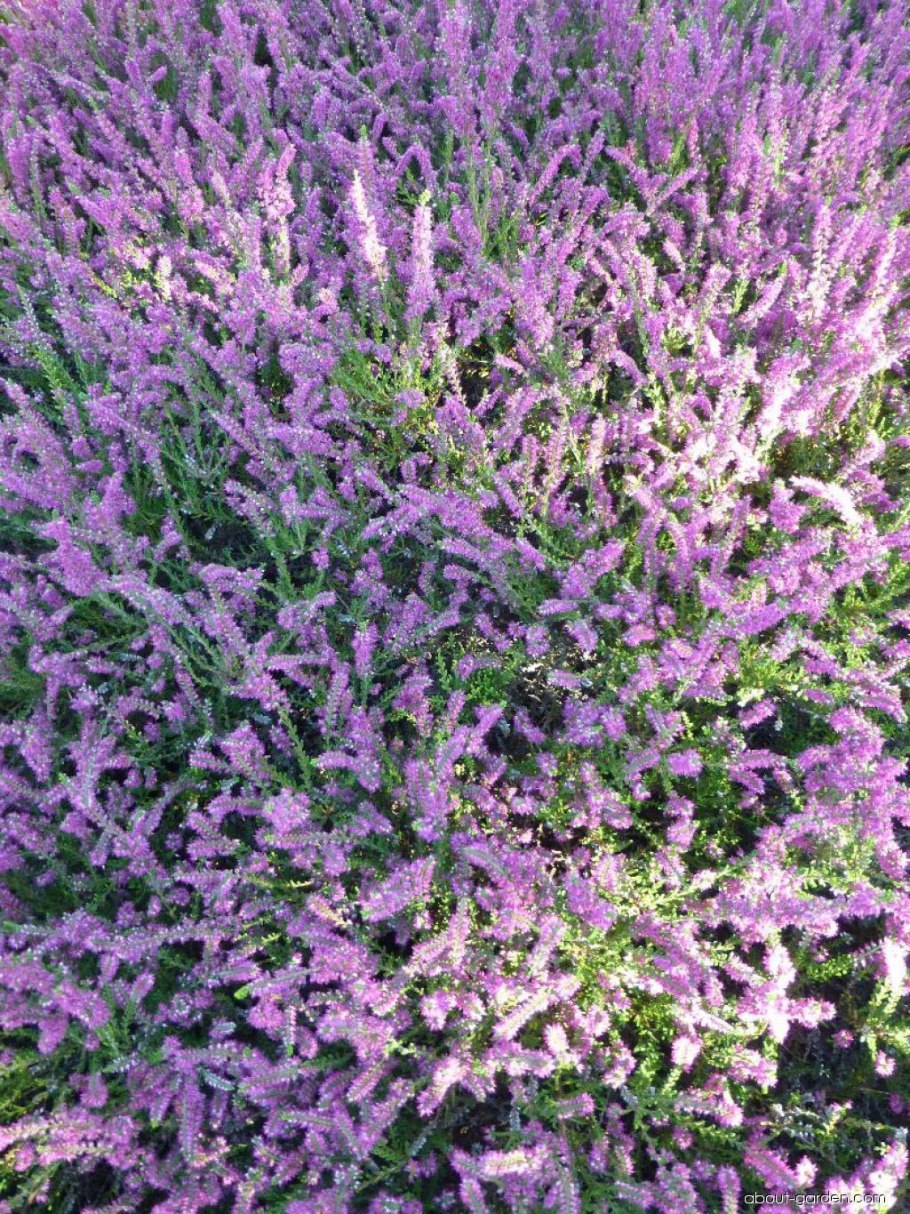 Вереск обыкновенный аллегретто