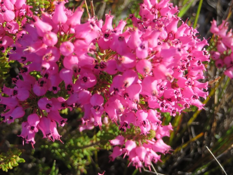 Бадан камнеломковый