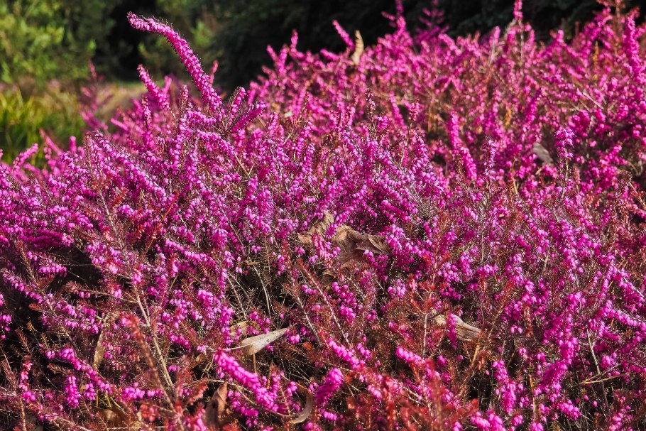 Эрика пепельная растение