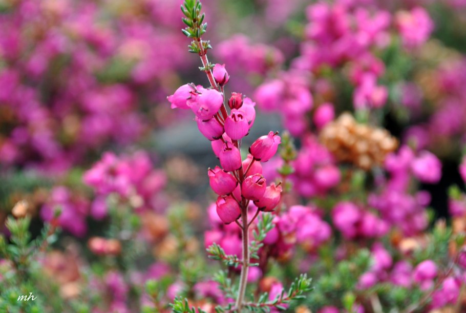 Вереск текстура