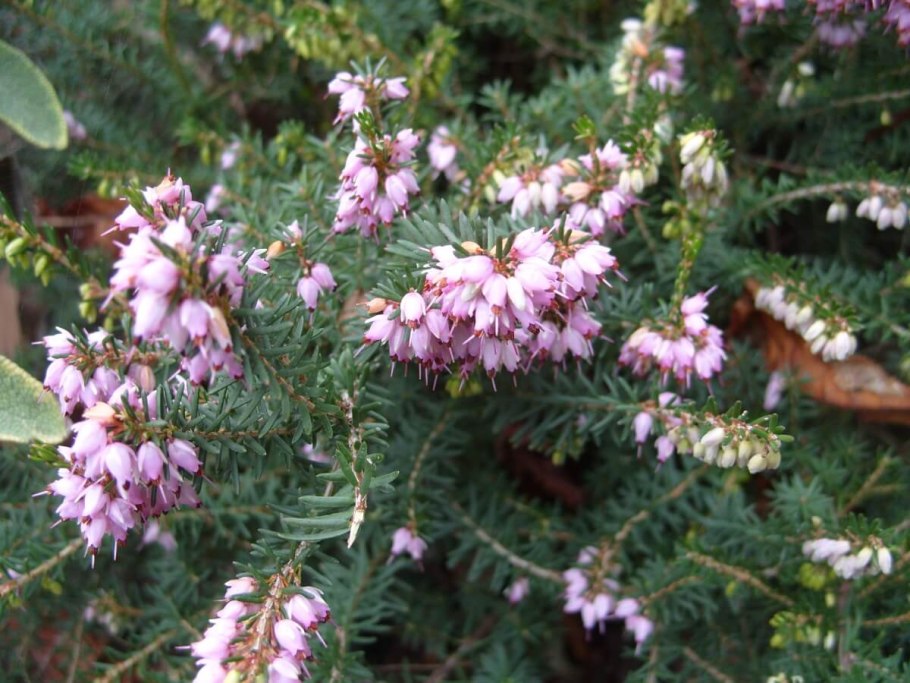 Вереск Ботаническая иллюстрация