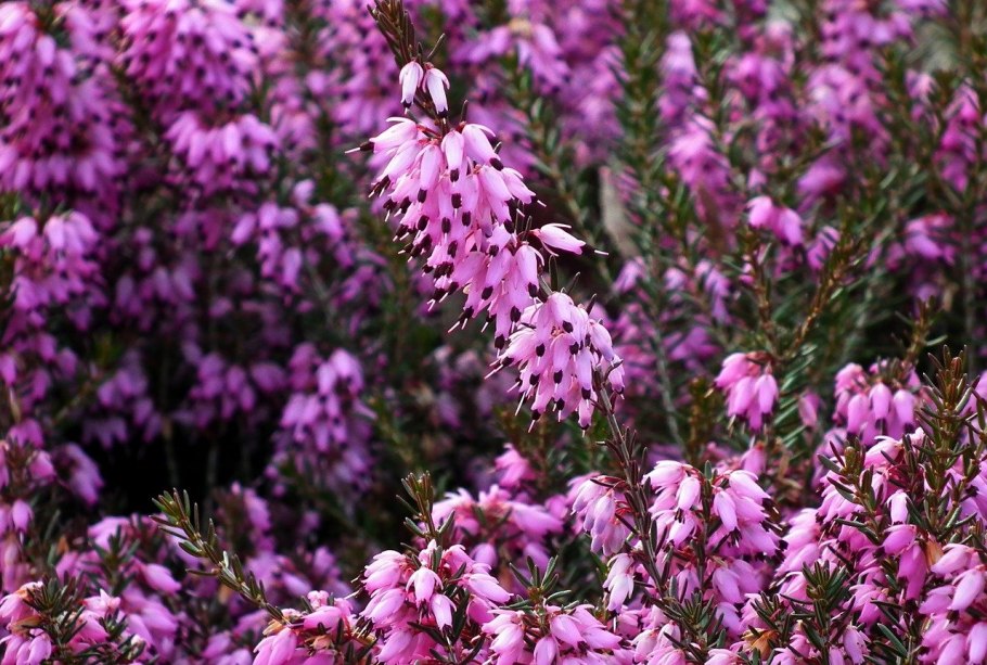 Erica carnea 'Eden Valley'
