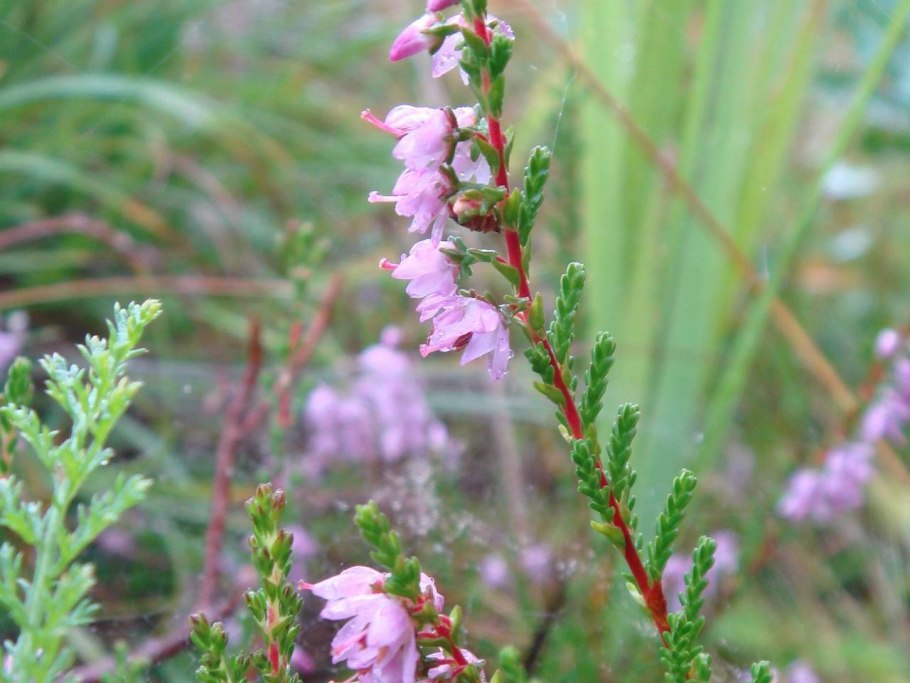 Травы кустарник полукустарник кустарничек