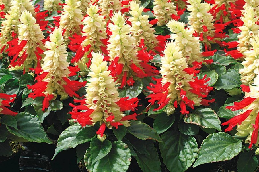 Сальвия Редди Пурпл