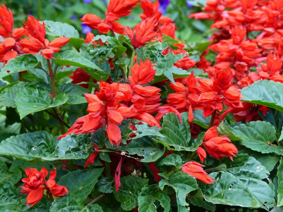 Сальвия Брайт ред