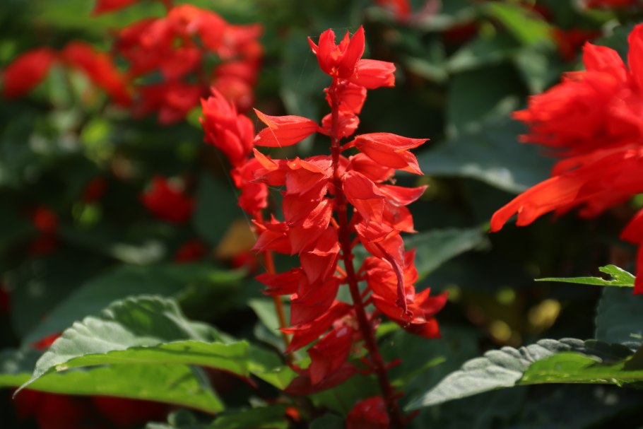 Шалфей Роуз Квин