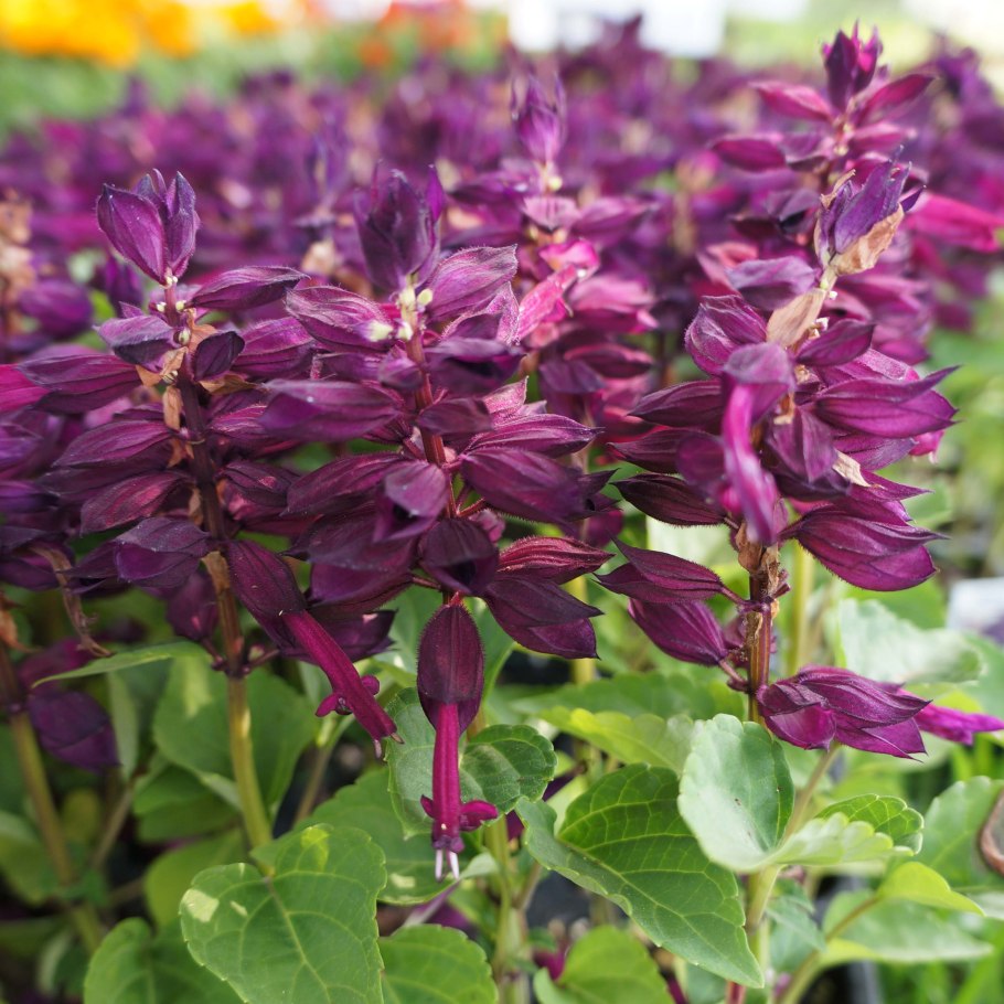 Сальвия красная