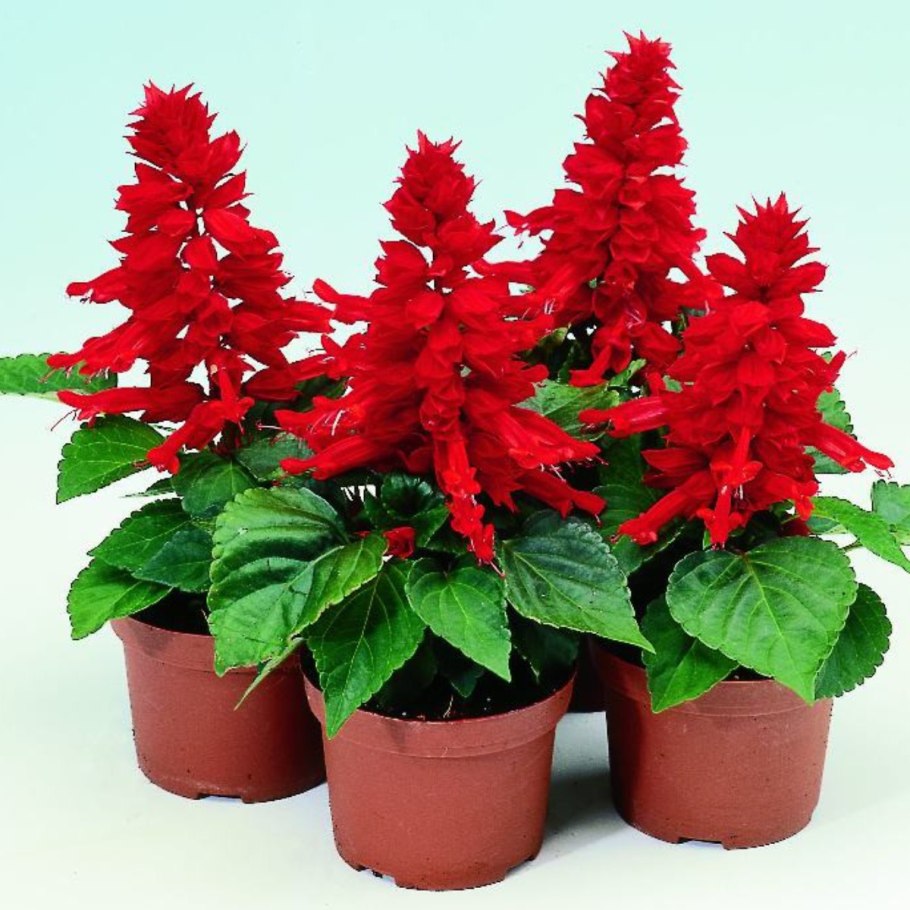 Сальвия красная