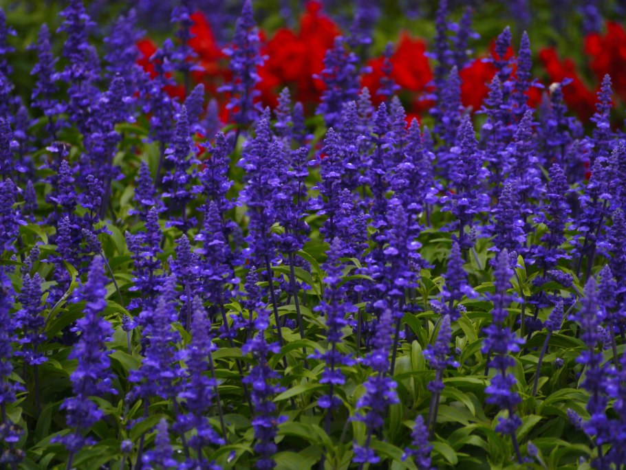 Сальвия шалфей