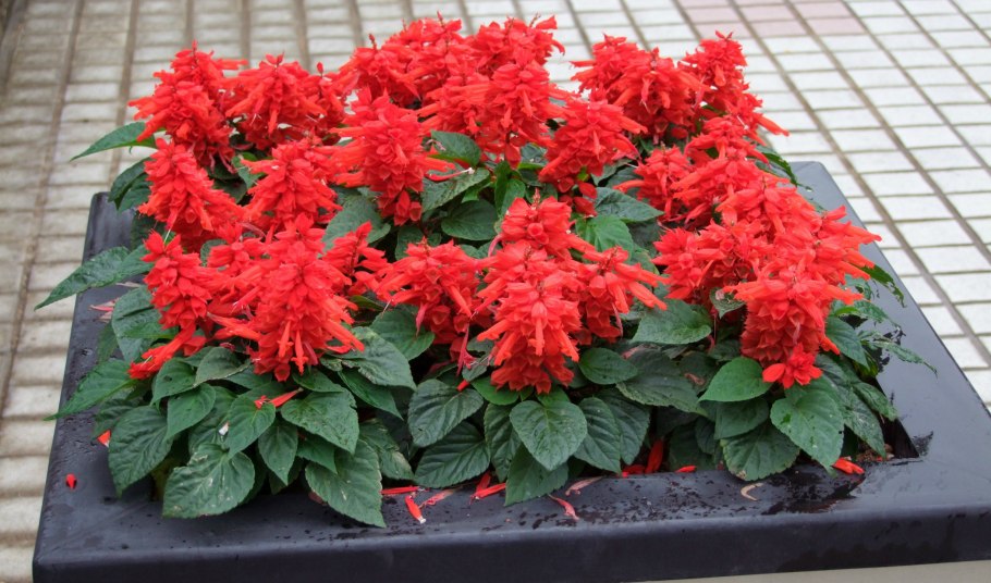 Сальвия Спленденс