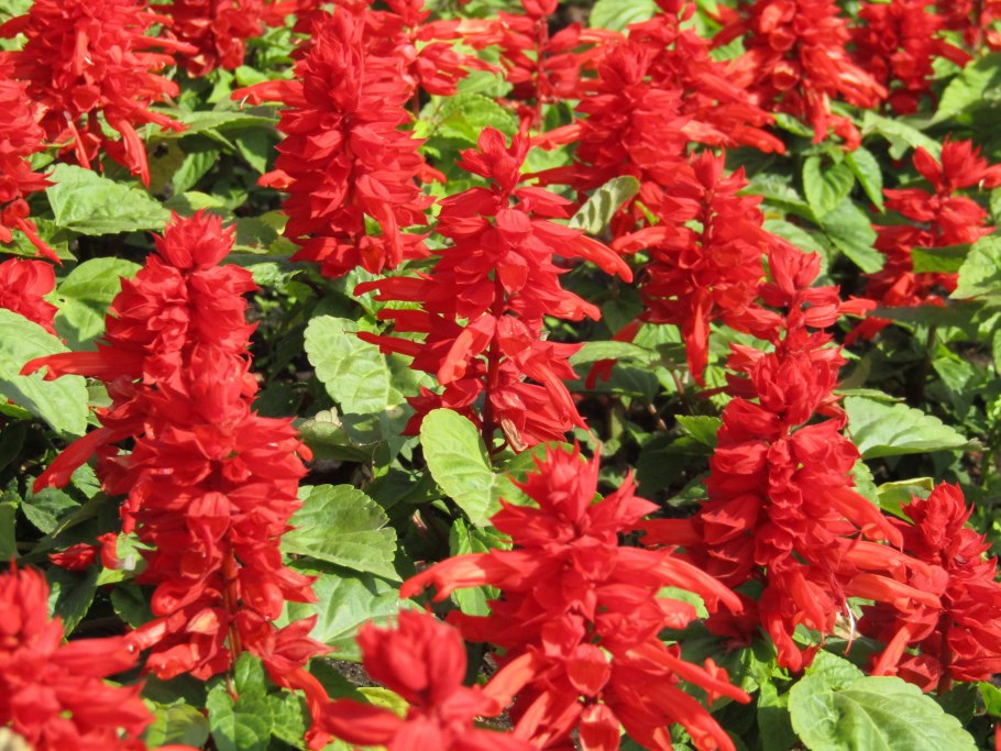 Шалфей Дубравный Виола Клозе