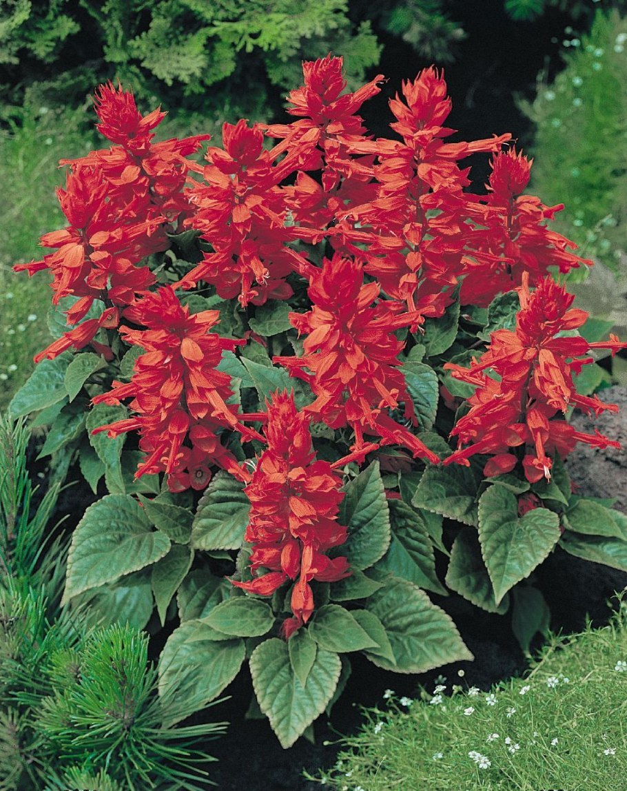 Сальвия шалфей красная