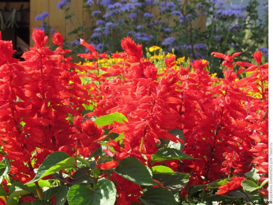 Сальвия Спленденс