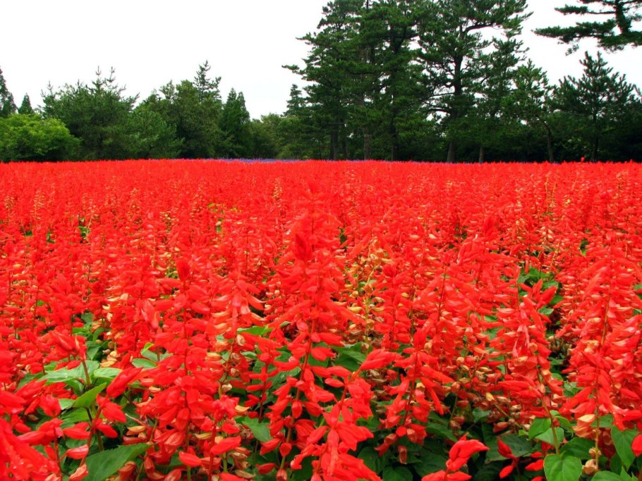 Шалфей Дубравный (Salvia nemorosa)