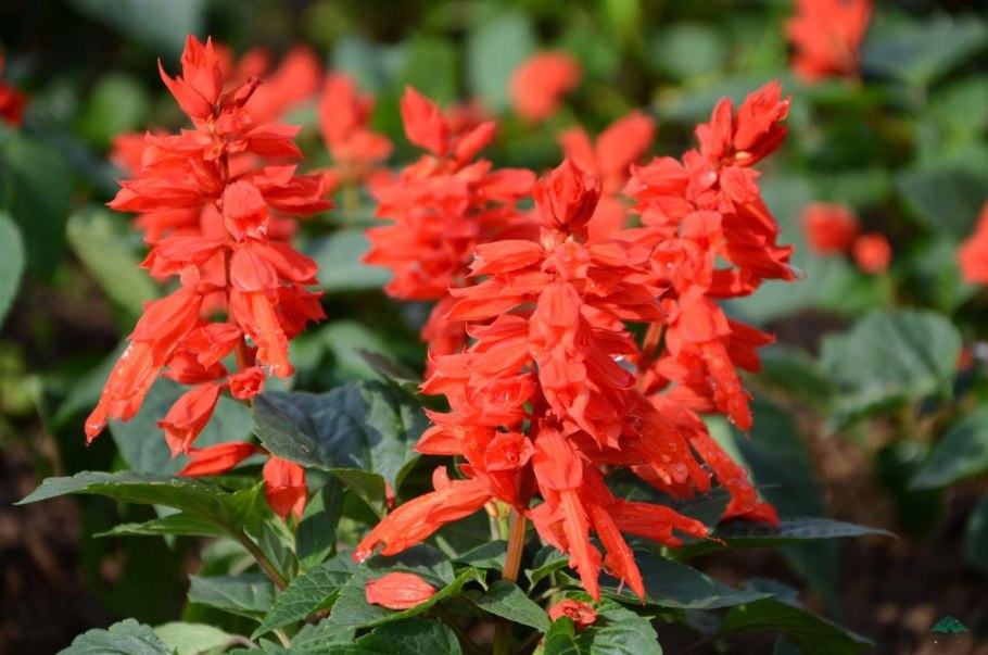 Сальвия сверкающая