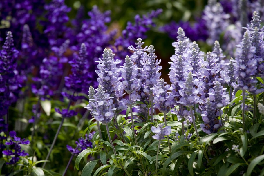 Сальвия сверкающая