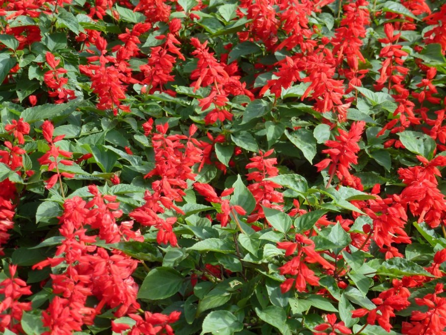 Сальвия Кардинал