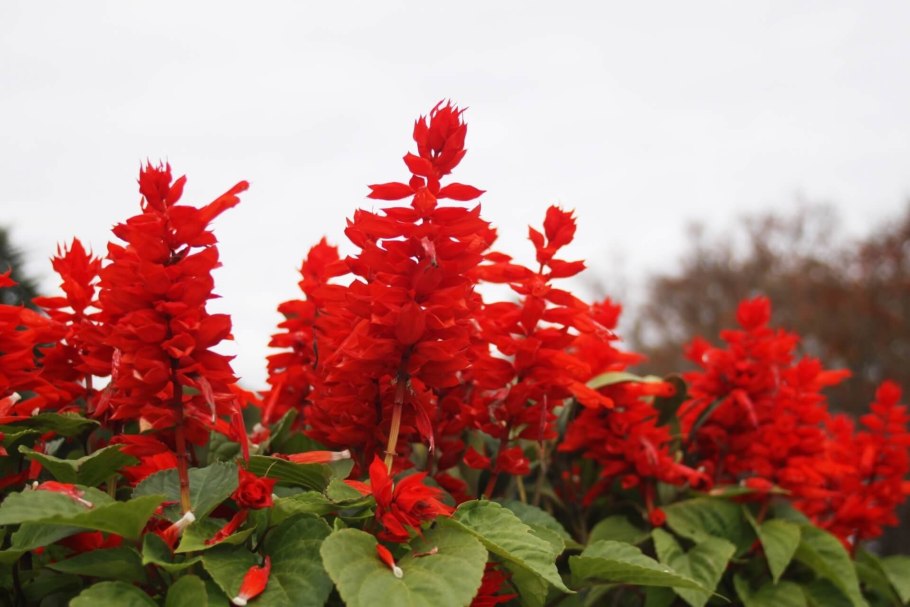 Сальвия блестящая (Salvia splendens)
