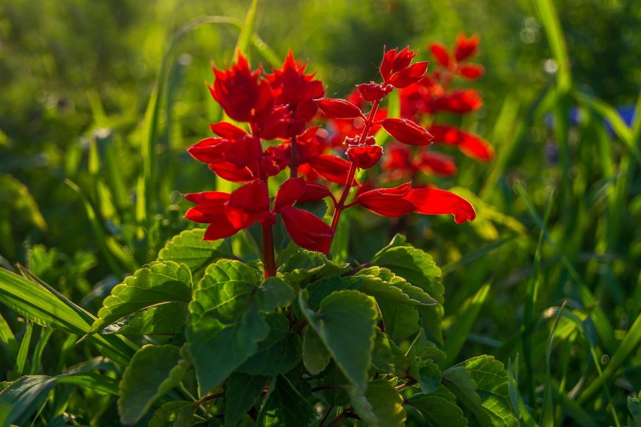 Цветок Сальвия шалфей