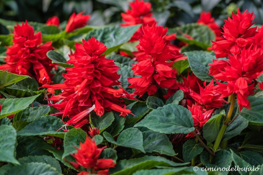 Сальвия сверкающая скарлет