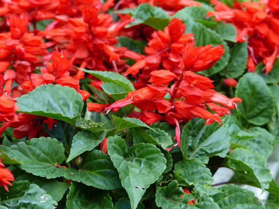 Хорминум шалфей