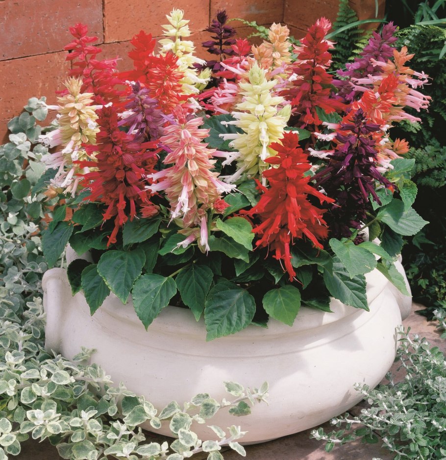 Цветы Сальвия