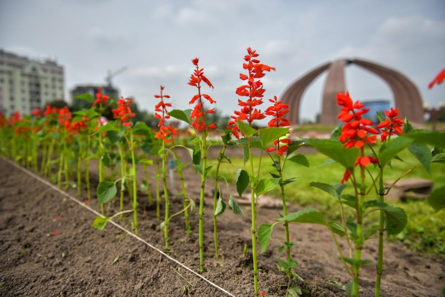 Сальвия Редди Брайт Рэд