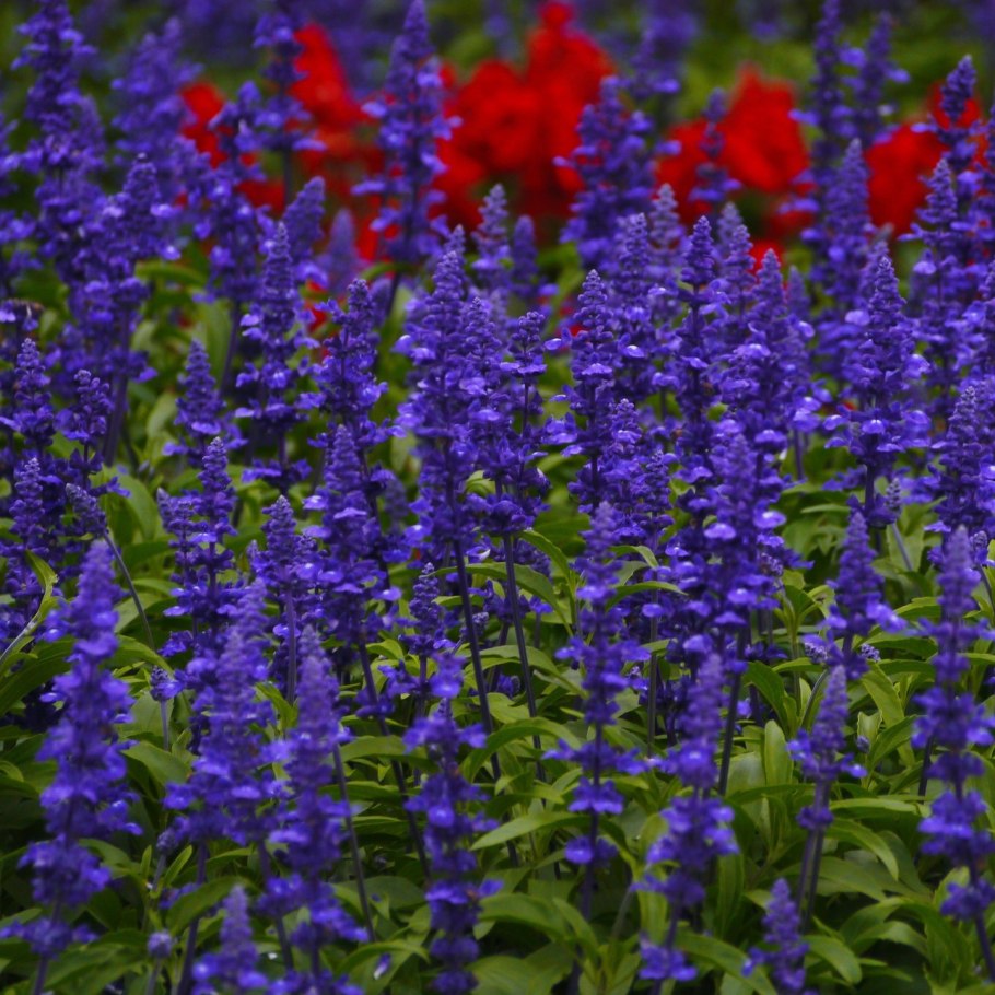 Сальвия salvia мучнистая