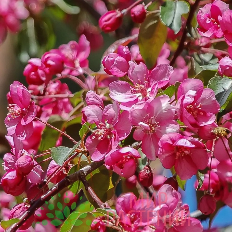 Яблоня краснолистная Кармен