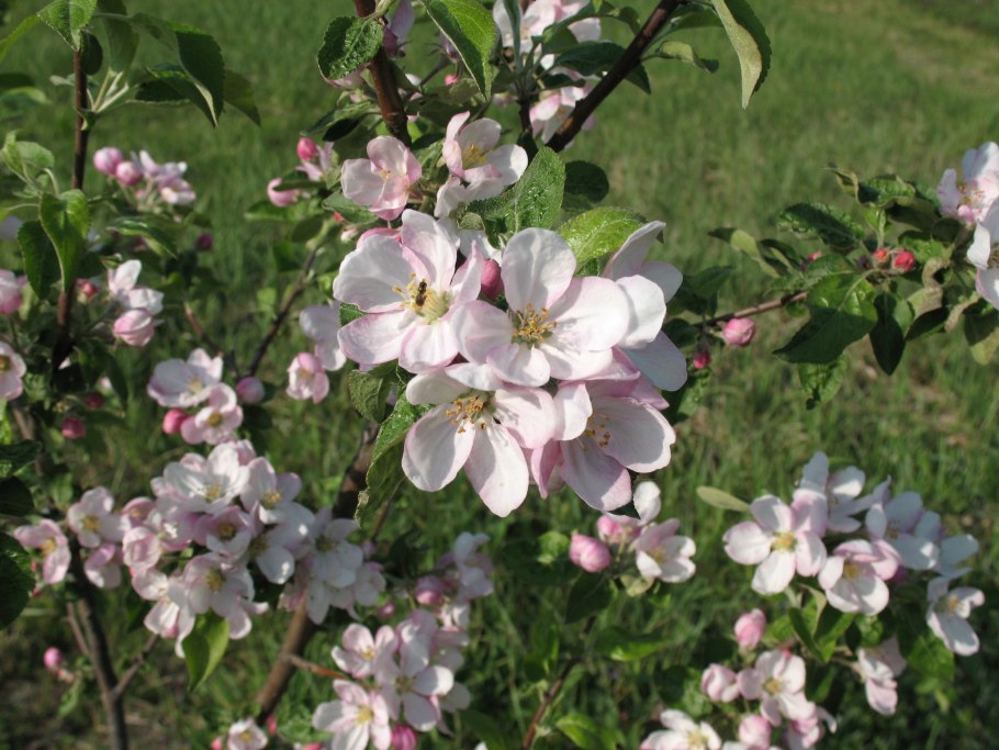 Яблоня замечательная фото