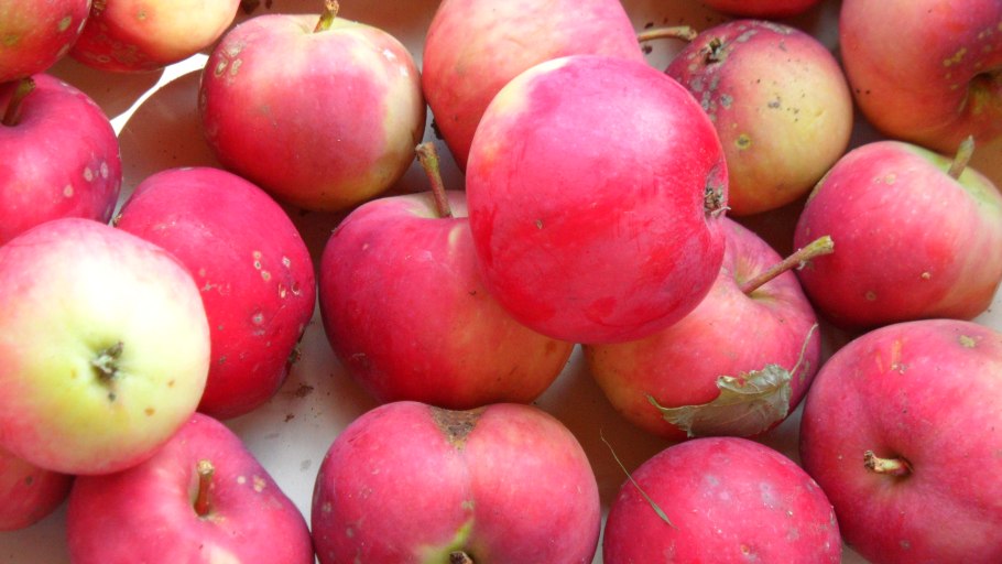 Яблоня сорта Ананасовое