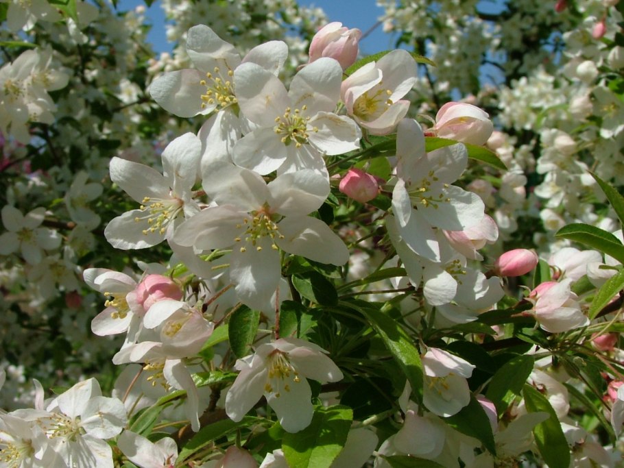 Malus Rixi (яблоня гибридная),