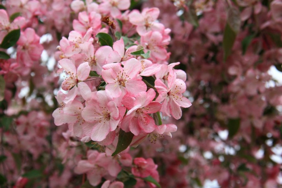 Яблоня Malus ‘Liset’