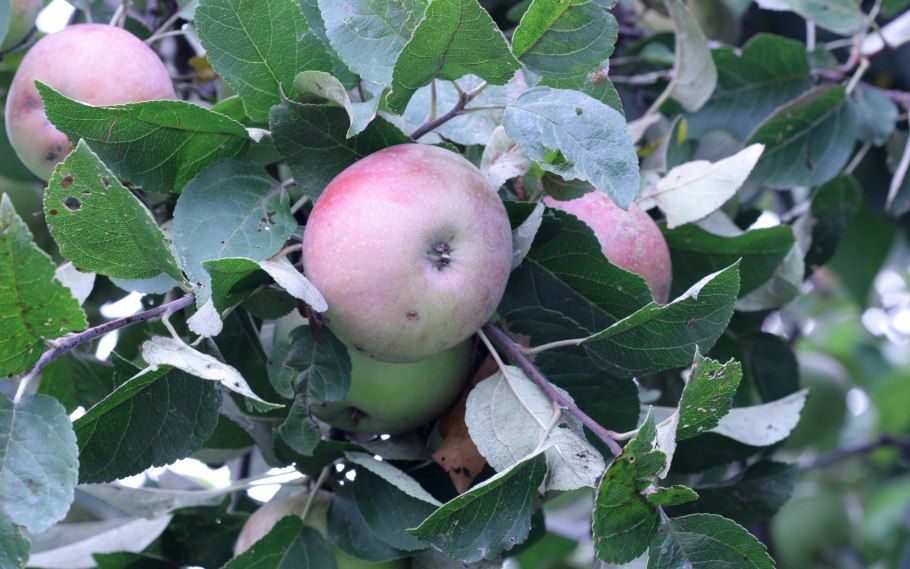 Яблоня рассвет Исетский