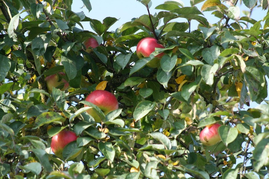 Яблоня замечательная Malus spectabilis