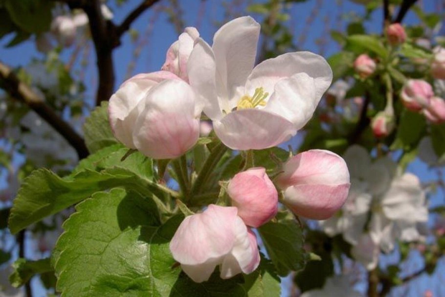 Яблоня (Malus) «macrocarpa» дерево