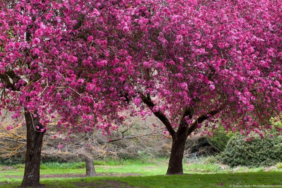 Яблоня великолепная - Malus spectabilis 'Plena'